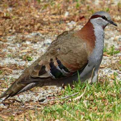 Brush Bronzewing