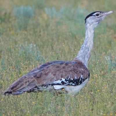 Australian Bustard