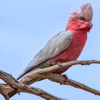 Galah
