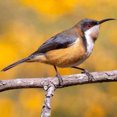 Eastern Spinebill