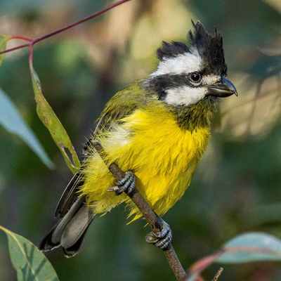 Eastern Shrike-tit