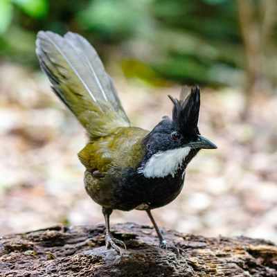 Eastern Whipbird