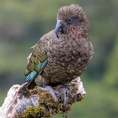 Kea