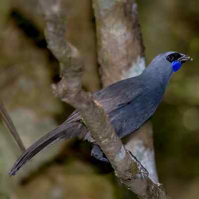 North Island Kōkako
