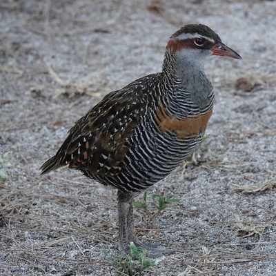 Buff-banded Rail