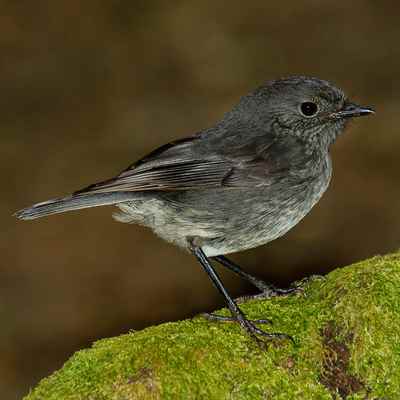 South Island Robin