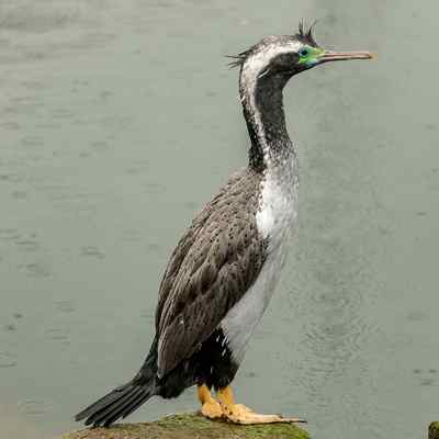 Spotted Shag