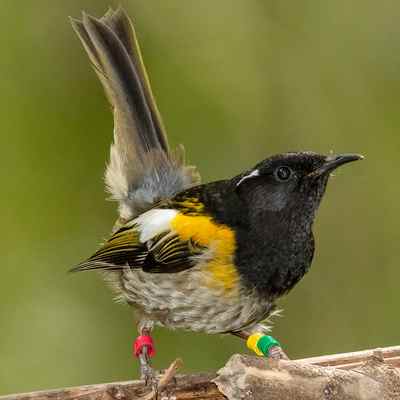Stitchbird